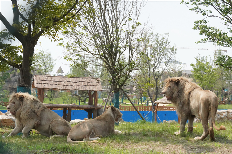 江苏最大的动物园图片