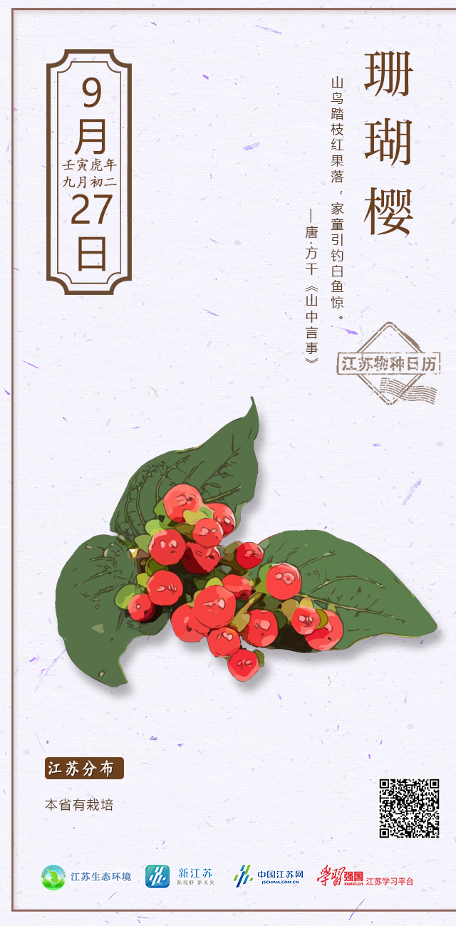 珊瑚 櫻
