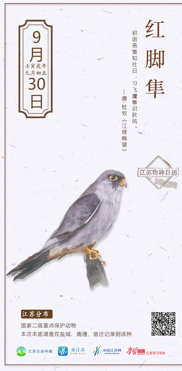 江苏物种日历︱红脚隼:初语燕雏知社日,习飞鹰隼识秋风_中国江苏网
