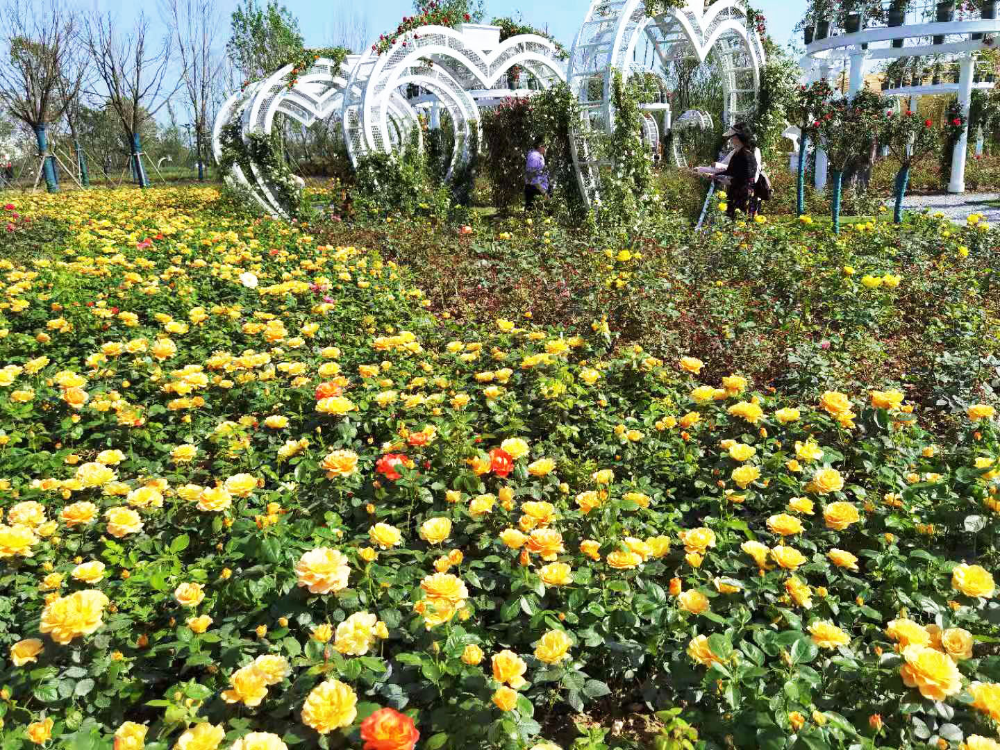 北京植物园月季花开-中关村在线摄影论坛