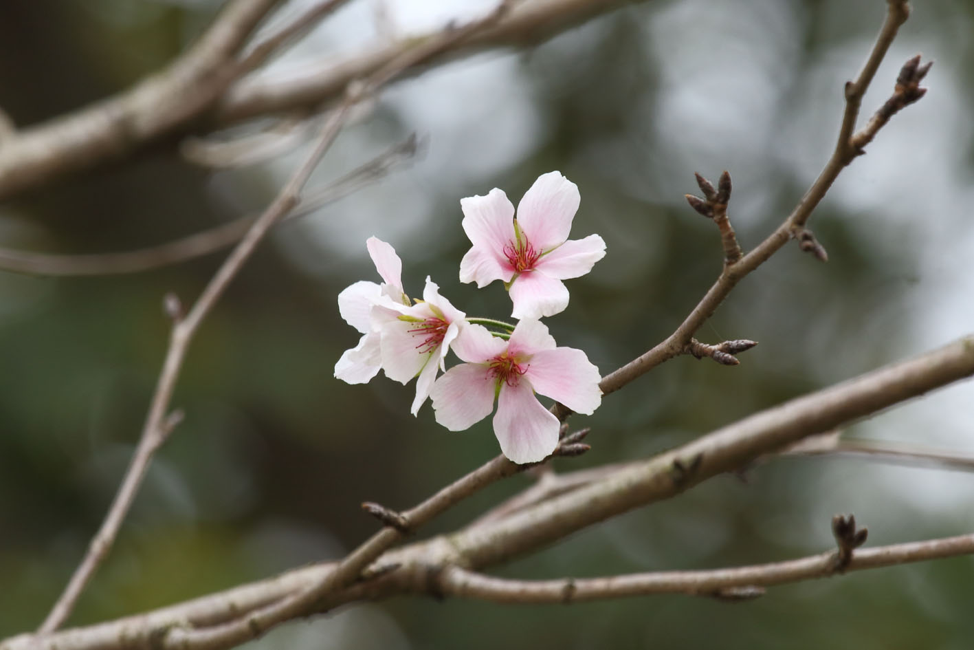 單瓣桃花