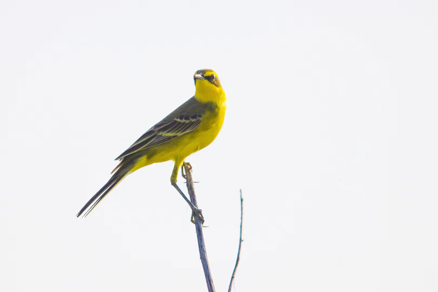 美丽“精灵”越来越多“世界上最小的鸭子”现身高邮湖_中国江苏网