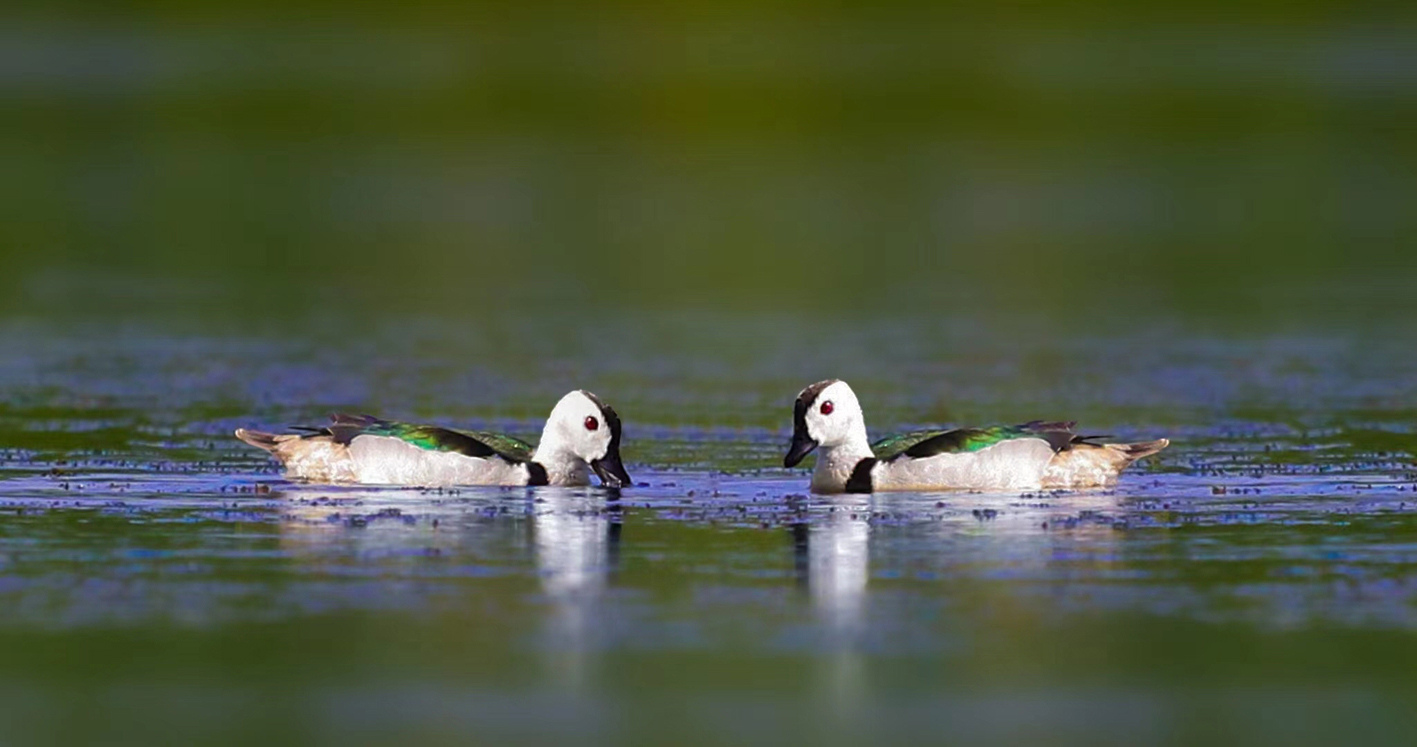 美丽“精灵”越来越多“世界上最小的鸭子”现身高邮湖_中国江苏网