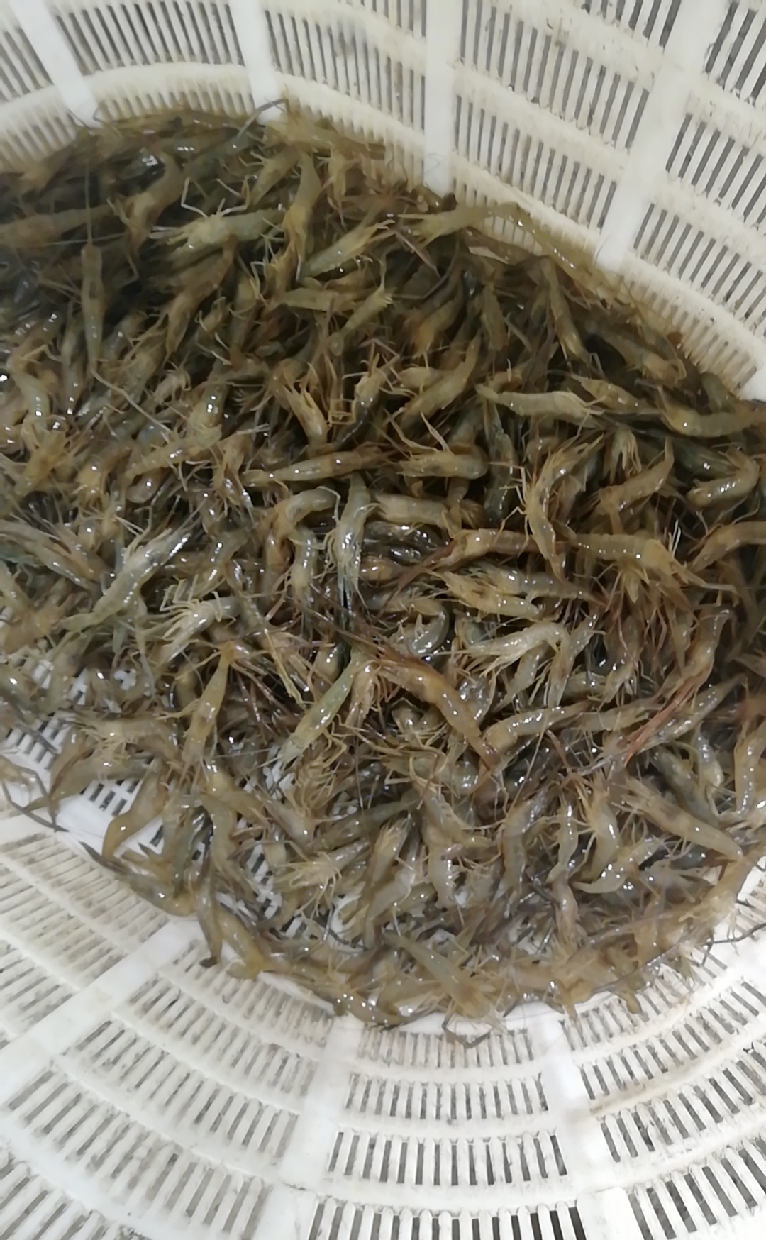 丹阳延陵:百万青虾销售难,虾农期盼援助渡难关