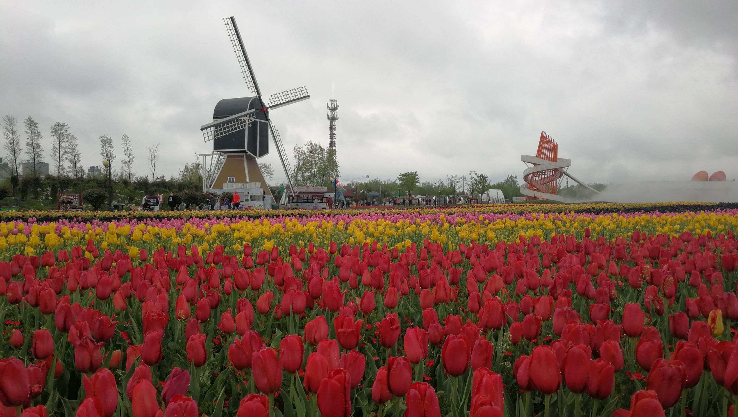 荷兰花海绽放春天