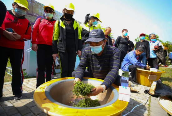 探寻马坝水稻种植的生态奥秘
